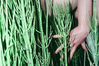 Alien by Isabel MacCarthy